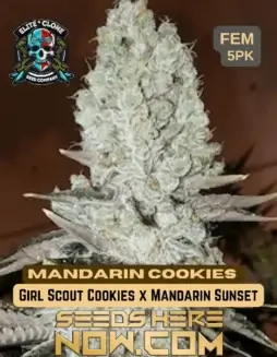 Mandarin Cookies S1 cannabis seeds, a sativa(space)dominant hybrid with citrus and cookie flavor notes