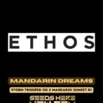 Mandarin Dreams (Feminized) - Ethos Genetics