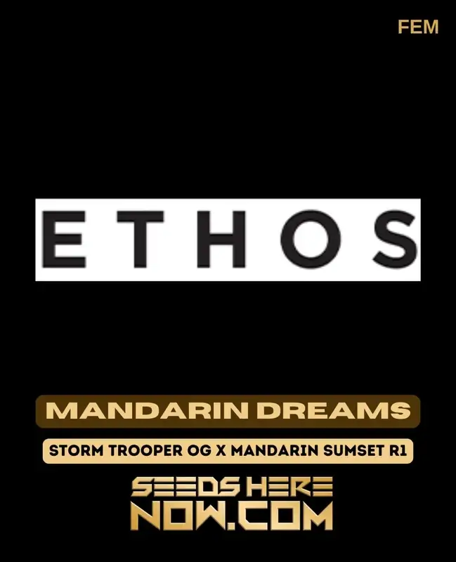 Mandarin Dreams cannabis seeds, feminized, 20-24% THC by Ethos Genetics