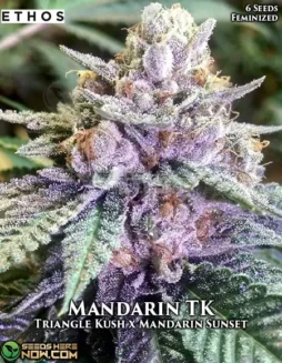 Vivid display of Mandarin TK cannabis buds, showcasing deep green hues and a hint of orange.