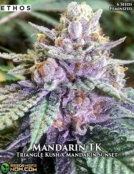 Vivid display of Mandarin TK cannabis buds, showcasing deep green hues and a hint of orange.