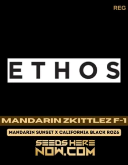 Mandarin Zkittlez F(space)1 Regular Seeds (space) Hybrid Cannabis by Ethos Genetics
