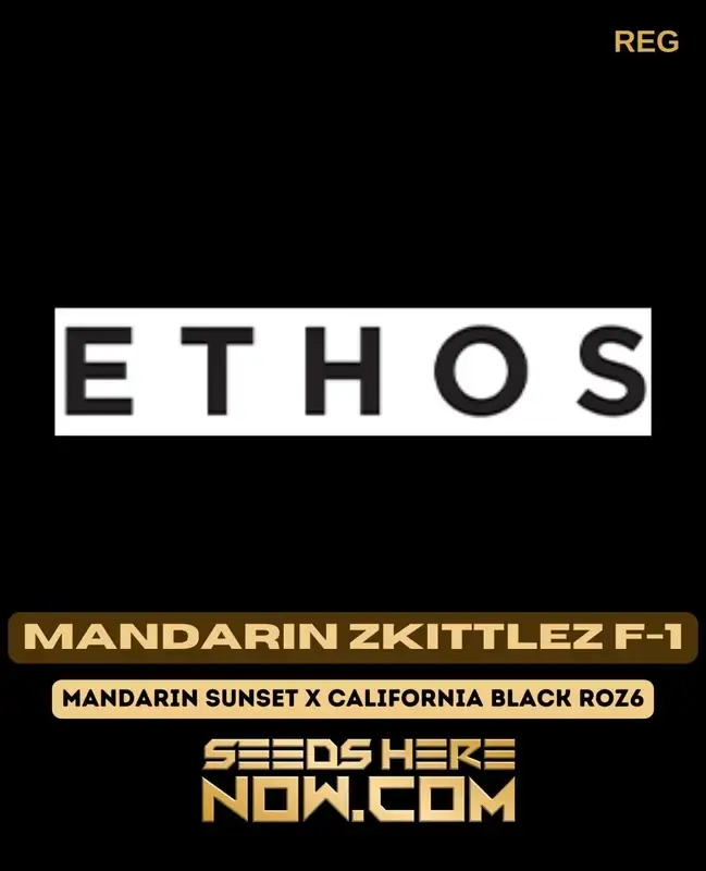 Mandarin Zkittlez F-1 Regular Seeds - Hybrid Cannabis by Ethos Genetics