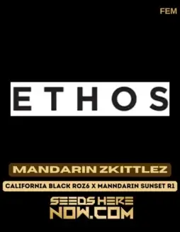 Mandarin Zkittlez Cannabis Seeds (space) Hybrid Strain with Citrus and Tropical Flavors