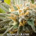 Mango Kush S1 (Feminized) - Dr. Blaze