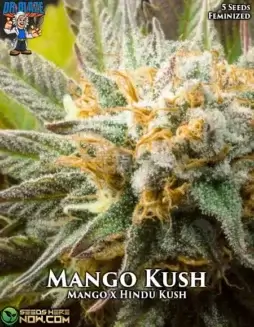 Mango Kush S1 Feminized Seeds (space) Exotic Mango and Hindu Kush Blend
