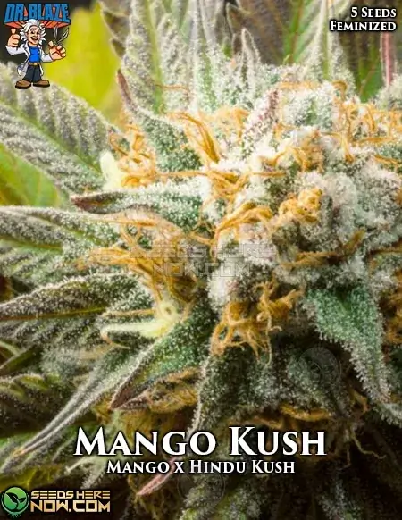 Mango Kush S1 Feminized Seeds - Exotic Mango and Hindu Kush Blend