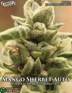 Mango Sherbert Auto Autoflower Seeds (space) vibrant green buds with tropical fruit aroma