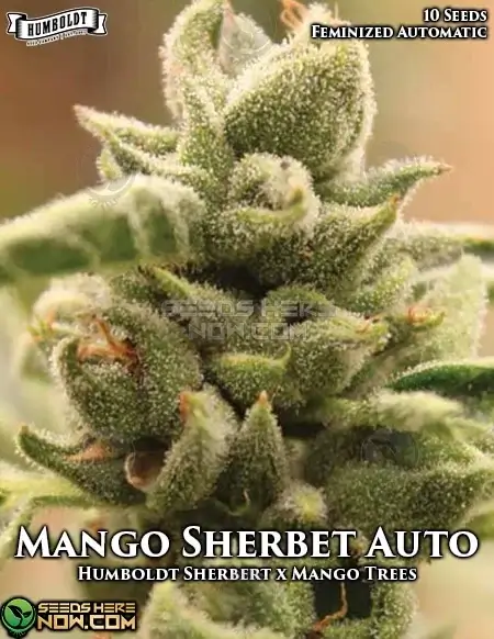 Mango Sherbert Auto Autoflower Seeds - vibrant green buds with tropical fruit aroma