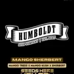 Mango Sherbert (Regular) - Humboldt Seed Company