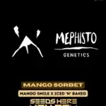 Mango Sorbet (Autoflower) - Mephisto Genetics