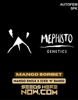 Mango Sorbet Autoflower Cannabis Seeds by Mephisto Genetics featuring tropical mango and citrus flavors