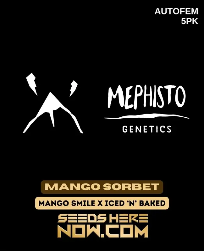 Mango Sorbet Autoflower Cannabis Seeds by Mephisto Genetics featuring tropical mango and citrus flavors