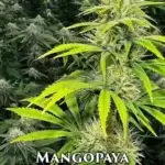 Mangopaya (Feminized) - Cannarado Genetics