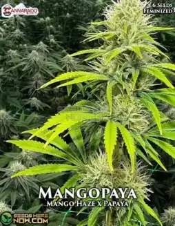 Mangopaya Feminized Seeds by Cannarado Genetics featuring Mango Haze and Papaya lineage