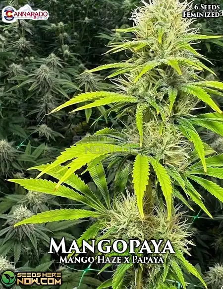 Mangopaya Feminized Seeds by Cannarado Genetics featuring Mango Haze and Papaya lineage