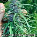 Manipur - Burma Border - Indian Landrace Exchange