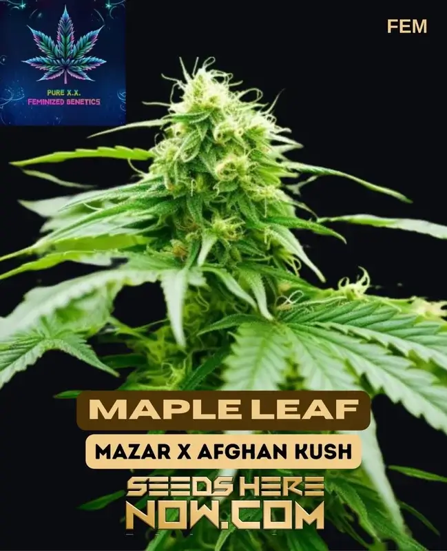 Maple Leaf S1 Feminized Seeds - Indica-dominant hybrid of Mazar and Afghan Kush, 18-22% THC