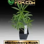 Marionberry Kush Clones - ACC
