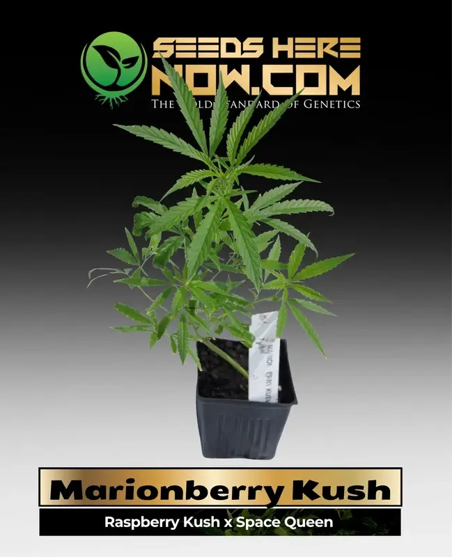 Marionberry Kush cannabis clone showing vibrant green leaves and healthy roots, perfect for indoor and outdoor cultivation.