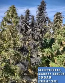 Markaz Baboos, Logar Selection #10 regular cannabis seeds, sativa(space)dominant with earthy, spicy aroma