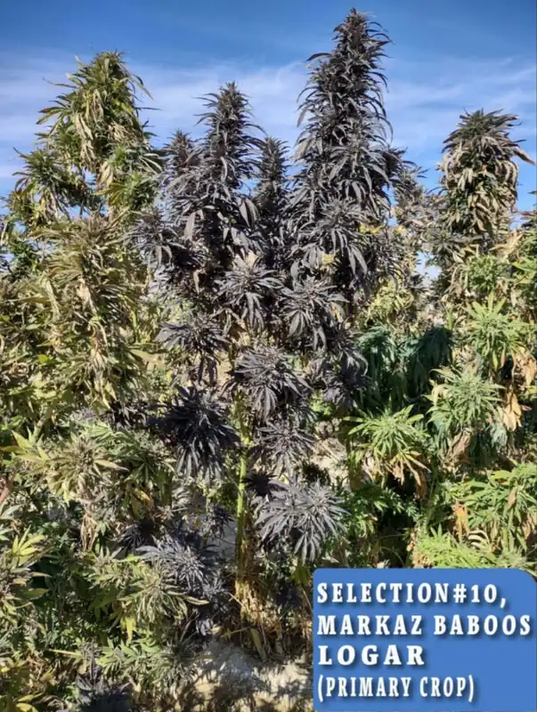 Markaz Baboos, Logar Selection #10 regular cannabis seeds, sativa-dominant with earthy, spicy aroma