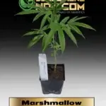 Marshmallow Clones - ACC