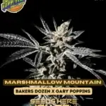 Marshmallow Mountain (Feminized) - Exotic Genetix