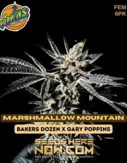 Pack of Marshmallow Mountain Feminized Seeds, a hybrid strain with vanilla and marshmallow flavors