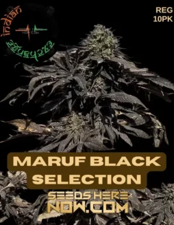 Maruf Black Selection (Regular) (space) Indian Landrace Exchange