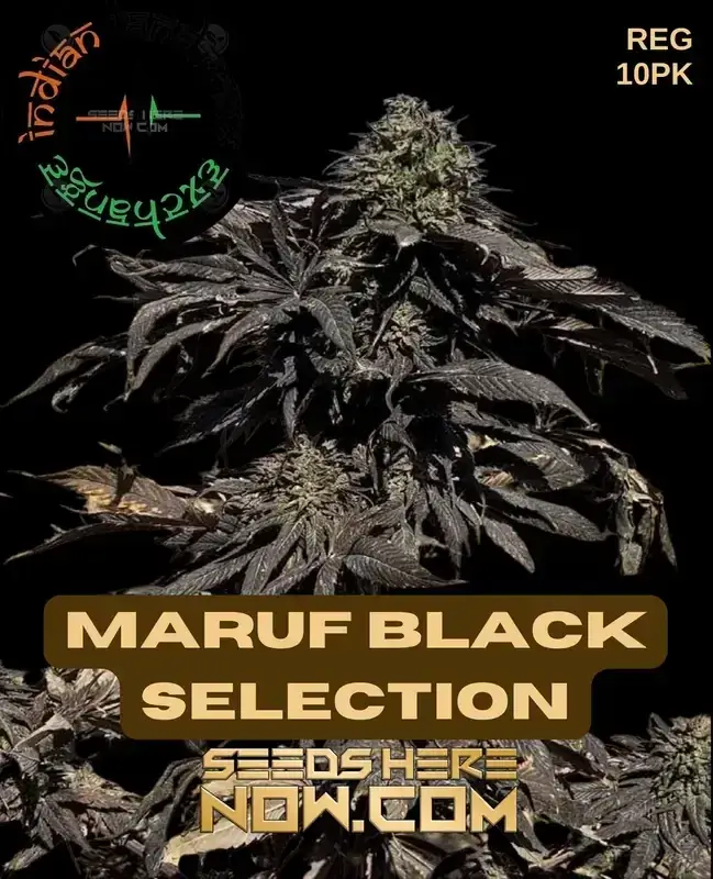 Image of Maruf Black Selection cannabis seeds packaging by Indian Landrace Exchange
