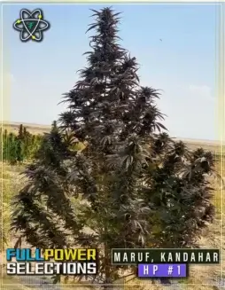 Maruf, Kandahar, HP #1 regular cannabis seeds by Indian Landrace Exchange