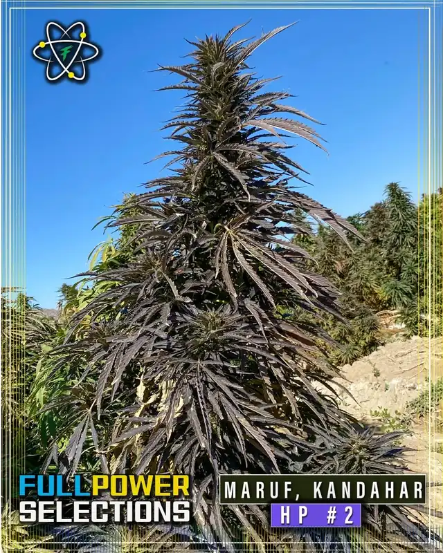 Image of Maruf, Kandahar, HP #2 regular cannabis seeds by Indian Landrace Exchange