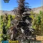 Maruf, Kandahar, HP #3 (Regular) - Indian Landrace Exchange