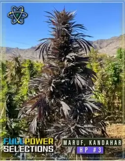 Image of Maruf, Kandahar, HP #3 regular cannabis seeds by Indian Landrace Exchange