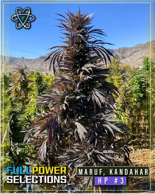 Image of Maruf, Kandahar, HP #3 regular cannabis seeds by Indian Landrace Exchange