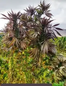 Maruf, Kandahar, Section #1 regular cannabis seeds by Indian Landrace Exchange, showing earthy, spicy buds