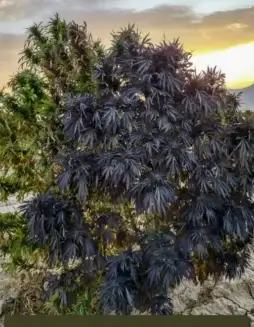Maruf, Kandahar, Section #2 regular cannabis seeds, earthy and spicy aroma
