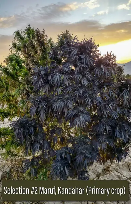 Maruf, Kandahar, Section #2 regular cannabis seeds, earthy and spicy aroma