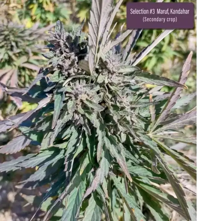 Packet of Maruf, Kandahar, Section #3 regular cannabis seeds by Indian Landrace Exchange