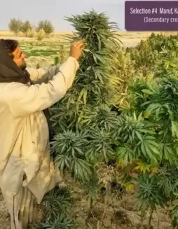 Maruf, Kandahar, Section #4 cannabis seeds (space) Regular (space) Indian Landrace Exchange