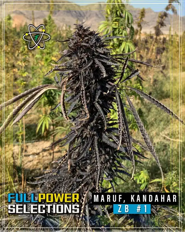 Maruf, Kandahar, ZB #1 regular cannabis seeds by Indian Landrace Exchange, featuring earthy and citrus flavors with 25-30% THC.
