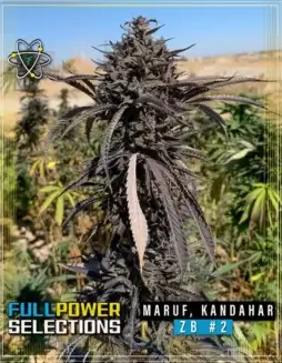 Maruf, Kandahar, ZB #2 regular cannabis seeds by Indian Landrace Exchange showcasing earthy, spicy, floral, and citrus flavors