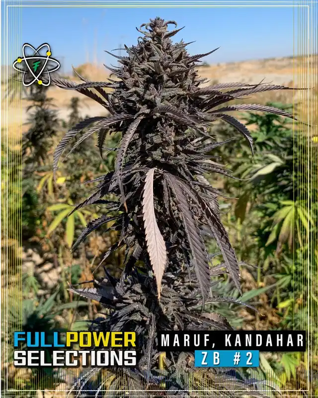Maruf, Kandahar, ZB #2 regular cannabis seeds by Indian Landrace Exchange showcasing earthy, spicy, floral, and citrus flavors