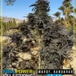 Maruf, Kandahar, ZB #3 (Regular) - Indian Landrace Exchange