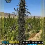 Maruf, Kandahar, ZB #4 (Regular) - Indian Landrace Exchange