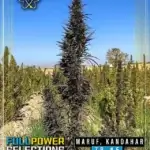 Maruf, Kandahar, ZB #5 (Regular) - Indian Landrace Exchange