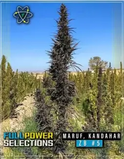 Maruf, Kandahar, ZB #5 cannabis seeds by Indian Landrace Exchange