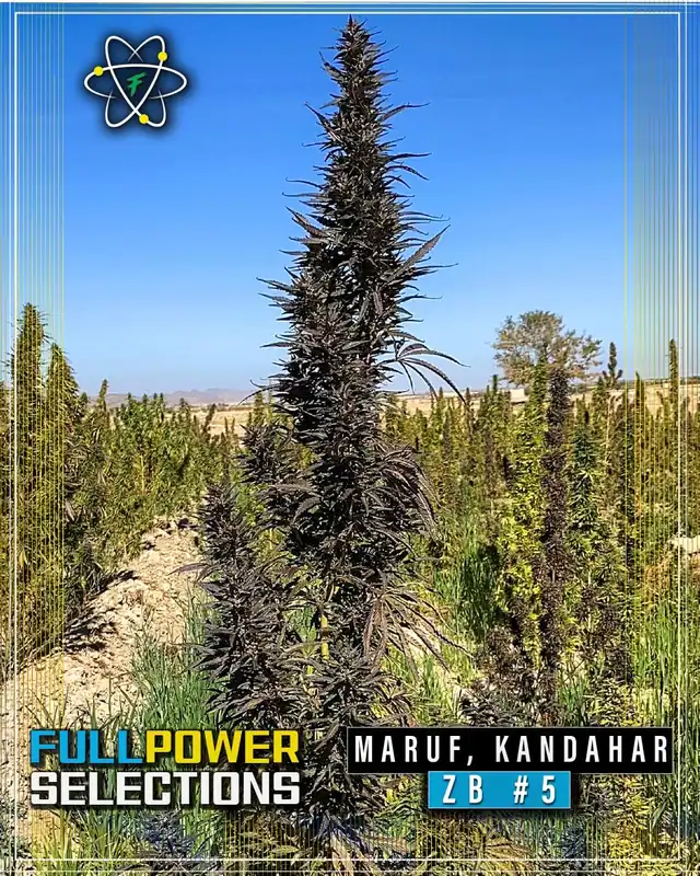 Maruf, Kandahar, ZB #5 cannabis seeds by Indian Landrace Exchange
