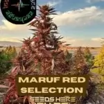 Maruf Red Selection (Regular) - Indian Landrace Exchange